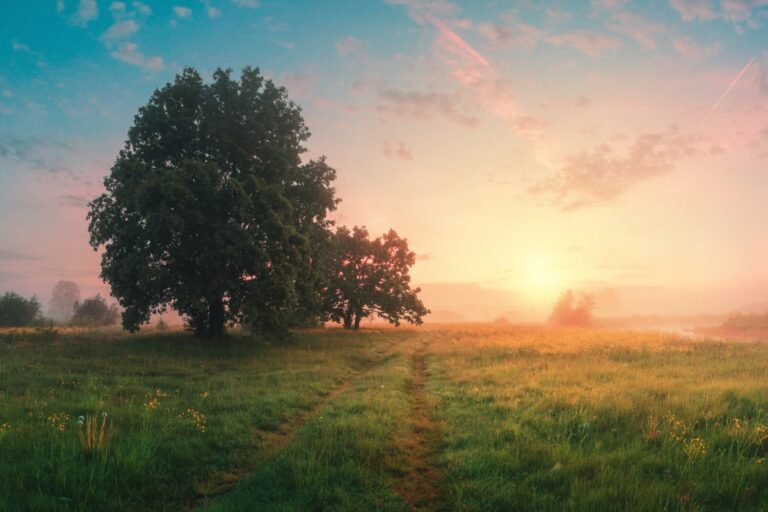 Serene sunrise over a misty field, featuring two trees and a winding dirt path, highlighting nature's tranquility and beauty.